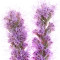 liatris-لیاتریس