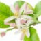 شکوفه لیمو ترش