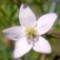 boronia-گل-بورونیا