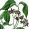 silk-vine-or-milk-broom-گیاه-گیشدر