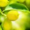lemon-tree-درخت-لیمو-ترش
