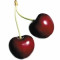 sour-cherry-آلبالو