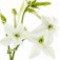 tobacco-blossom-شکوفه-تنباکو