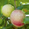 cassowary-fruit-میوه-کاسوآری