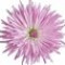 chrysanthemum-گل-داودی