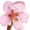 nectarine-blossom-شکوفه-شلیل