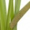 calamus-گیاه-وج