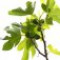 fig-tree-درخت-انجیر