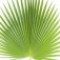 palm-leaf-برگ-نخل