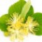 lime-linden-blossom-شکوفه-لیمو-ترش-سبز