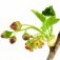 black-currant-blossom-شکوفه-انگور-فرنگی-سیاه