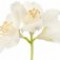 syringa-یاس-شیروانی