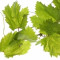 vine-واین