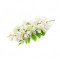 acacia-گیاهان-آکاسیا