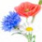wildflowers-گل‌های-وحشی