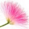 silk-tree-blossom-شکوفه-درخت-ابریشم