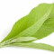 camphor-کافور