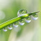 dew-drop-چکهء-شبنم