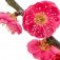 plum-blossom-شکوفه-آلو