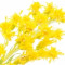 goldenrod-علف-طلایی-سرده