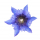 gentiana-جنتیانا-گل-سپاسی