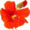 nasturtium-گل-لادن