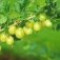 gooseberry-گوسبری