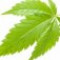 cannabis-شاهدانه
