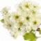 hawthorn-زالزالک