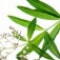 lemon-verbena-به-لیمو