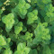 apple-mint-نعنای-سیبی