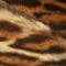 animal-notes-روایح-حیوانی